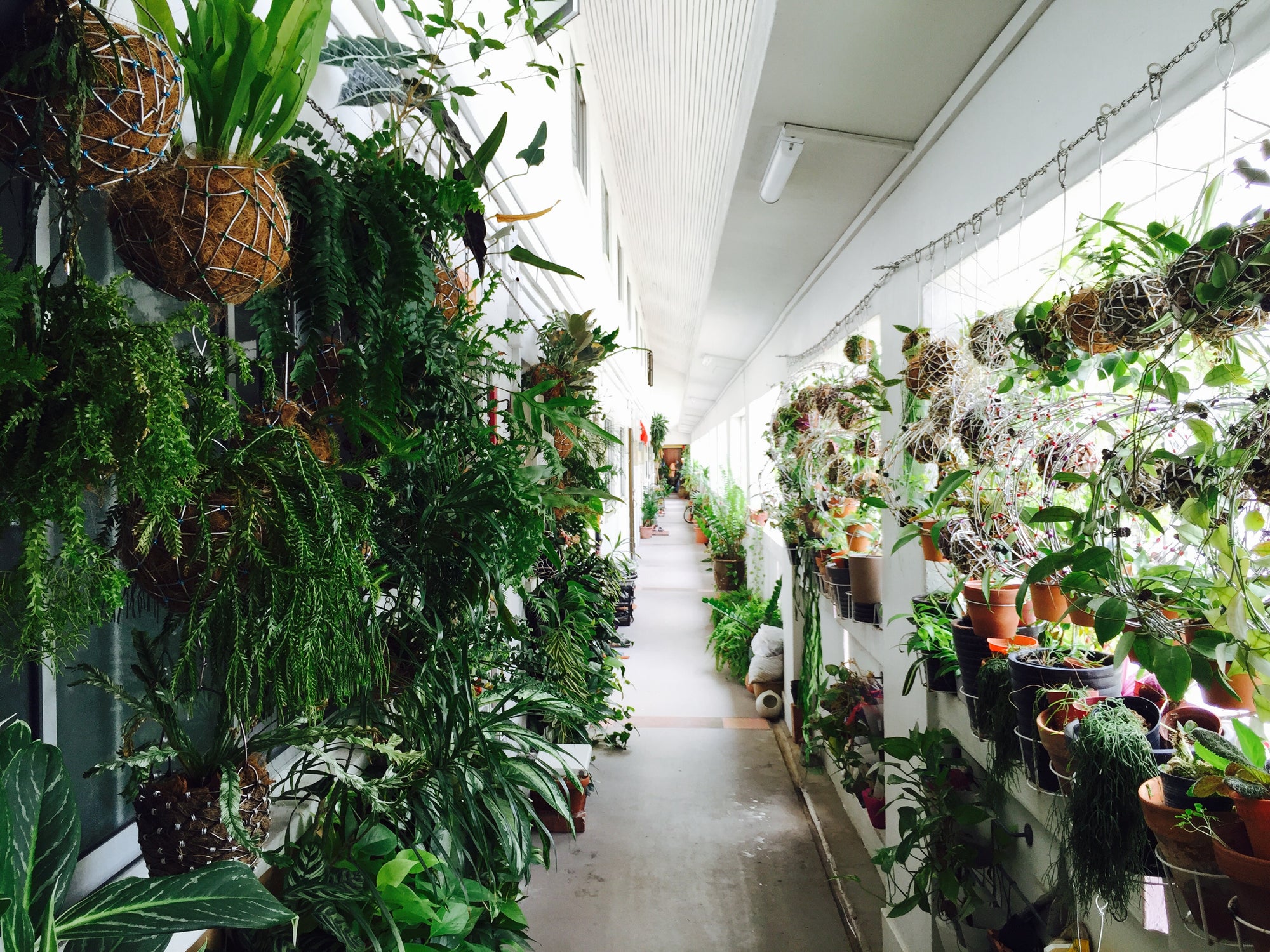 
          
            The Bola Garden
          
        