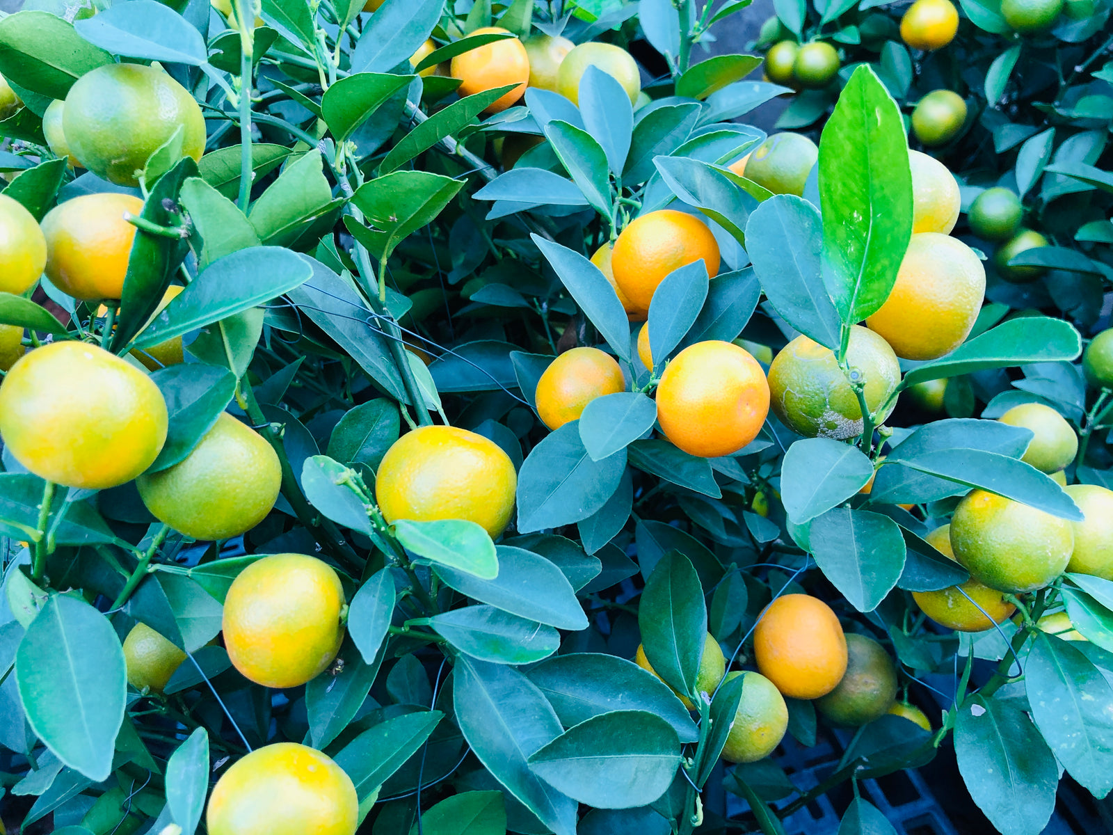 Festive Plant Guide II (Plants Worth Buying)