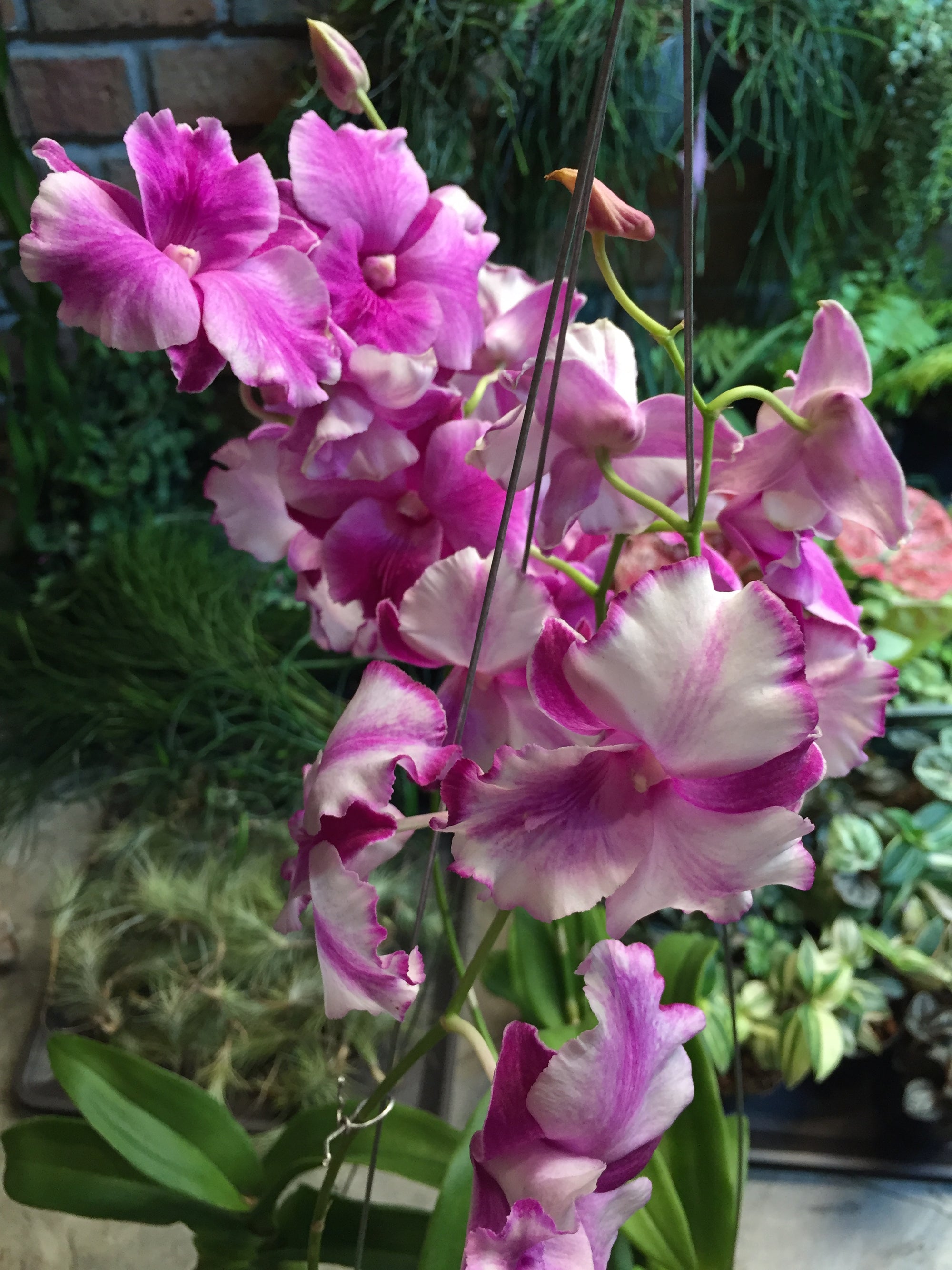 
          
            Peloric Dendrobiums are Gorgeous!
          
        