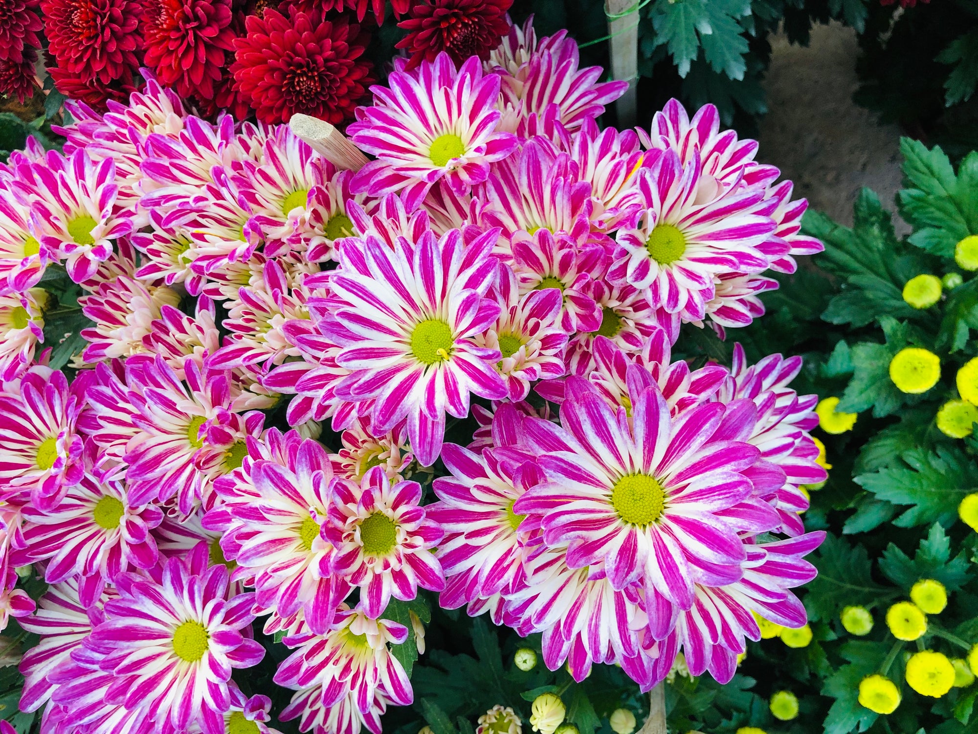 Festive Plant Guide I (Plants to Avoid)