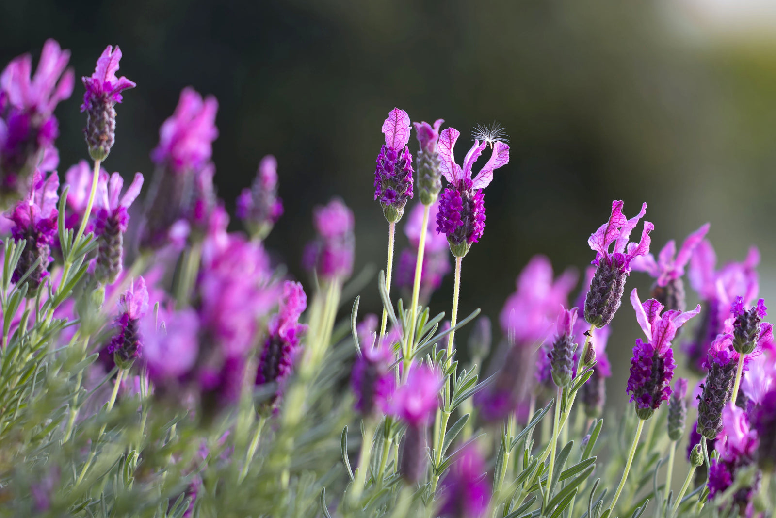 
          
            Growing Lavender Indoors (and other herbs too...)
          
        