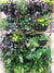 
          
            A Vertical Garden at 10 Weeks
          
        
