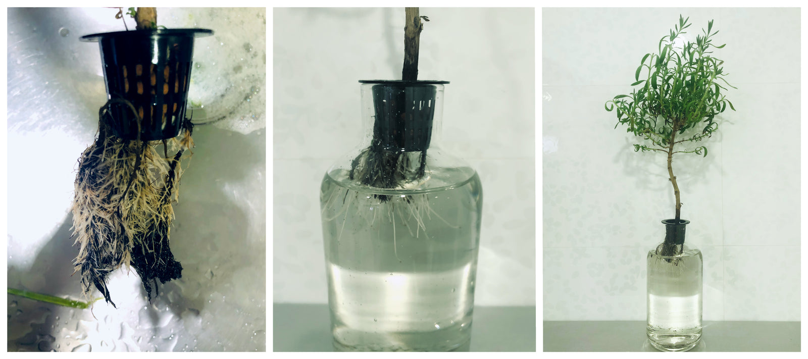 
          
            Root Pruning Lavender for Healthy Plants
          
        