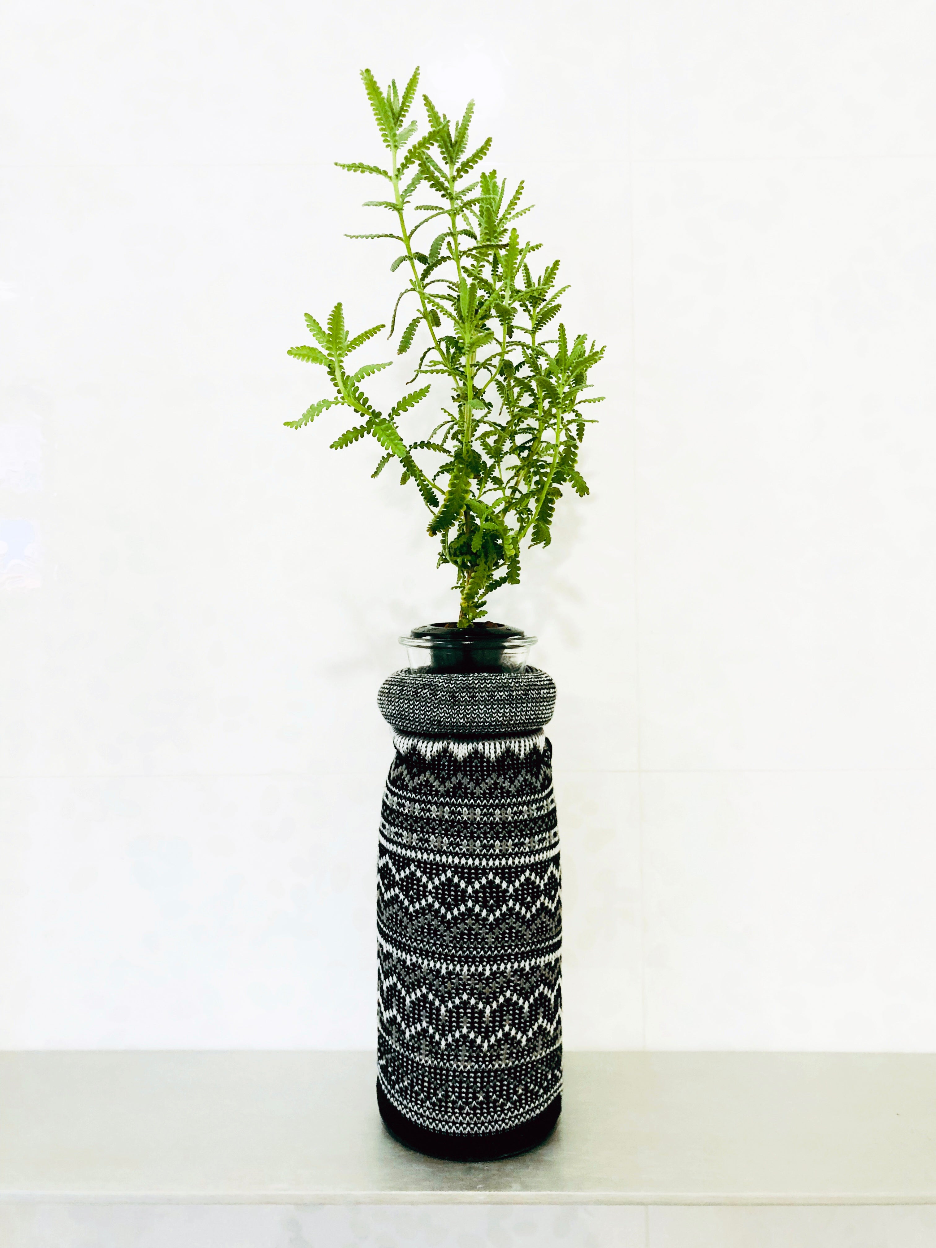 french_lavender_3024x.jpg?v=
