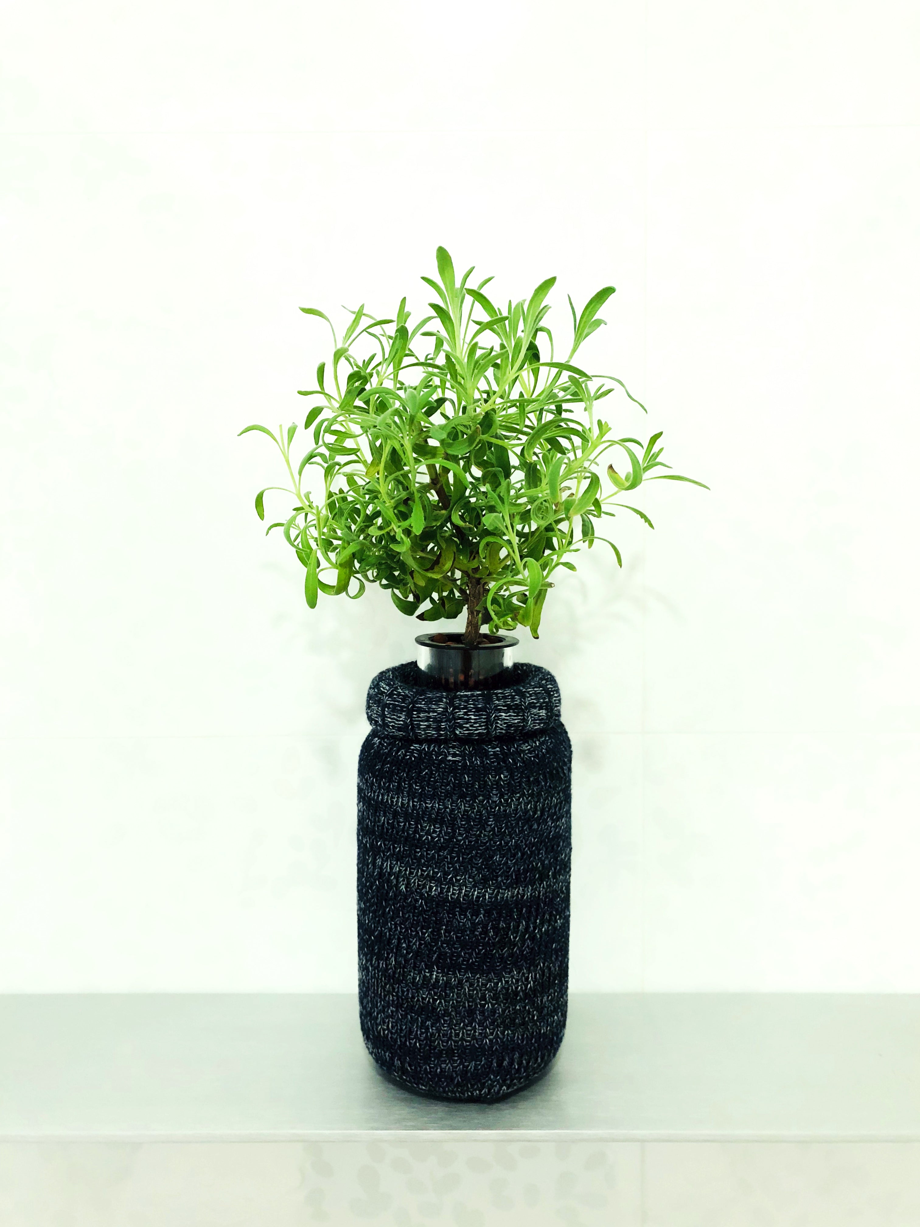 goodwin creek grey lavender seeds Lavender 'Goodwin Creek Grey'