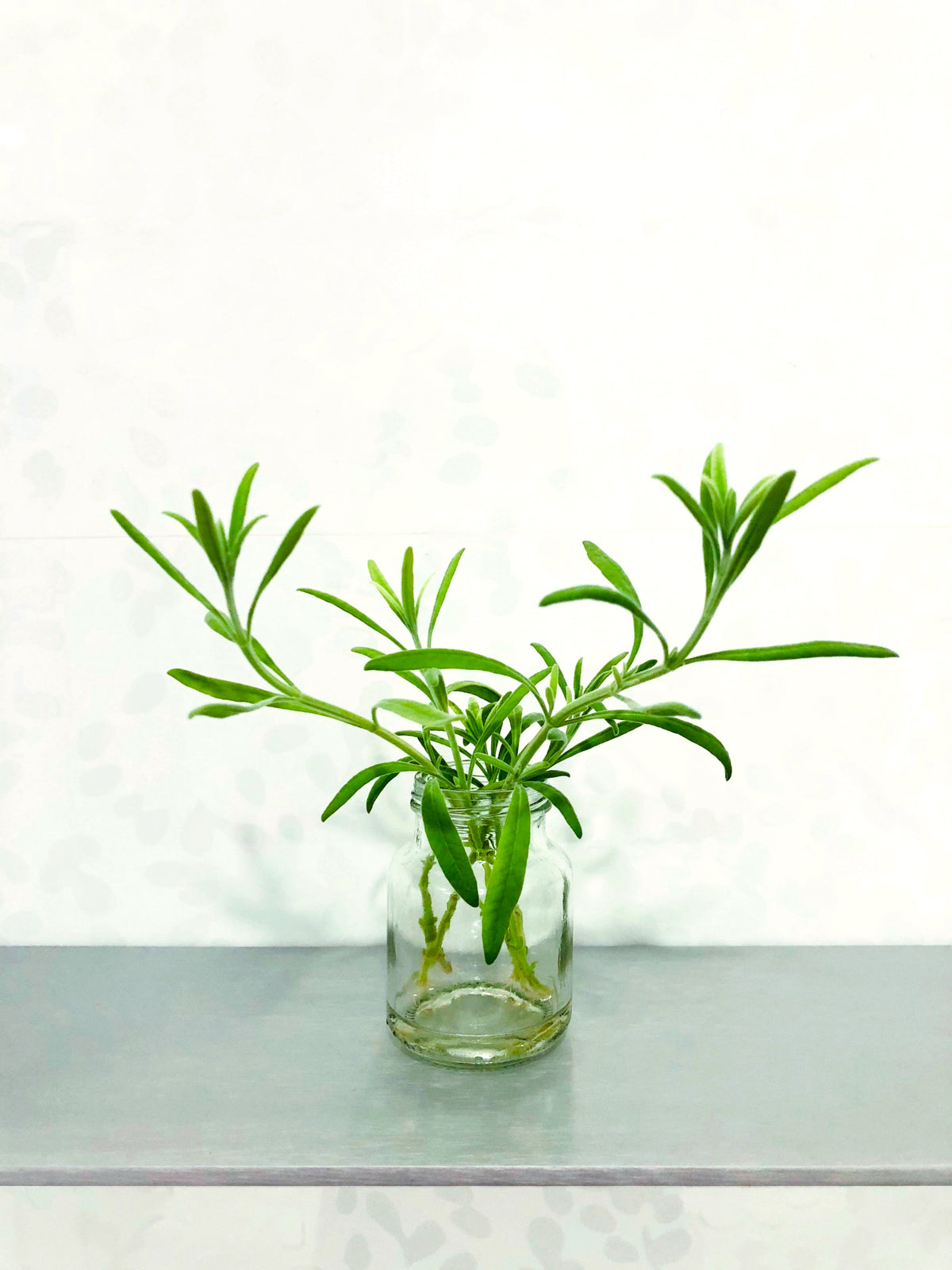 goodwin creek grey lavender plants Lavender 'Goodwin Creek Grey'